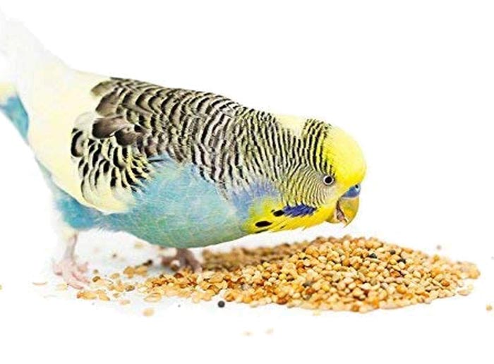 راهنمای خرید غذای مخصوص پرندگان