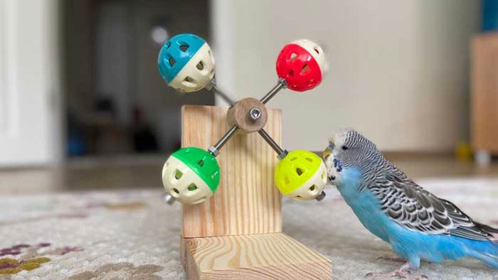 اسباب بازی ورزشی پرندگان