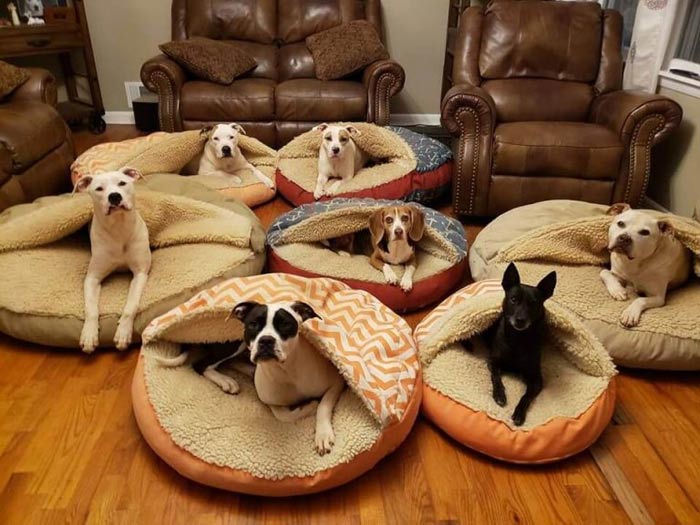 جای خواب سگ به شکل غاری