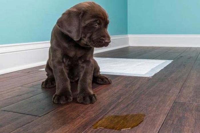 ادرار سگ در محل نامناسب