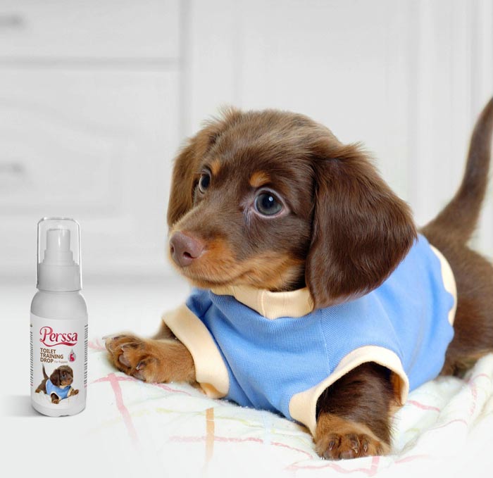 قطره تعلیم ادرار سگ