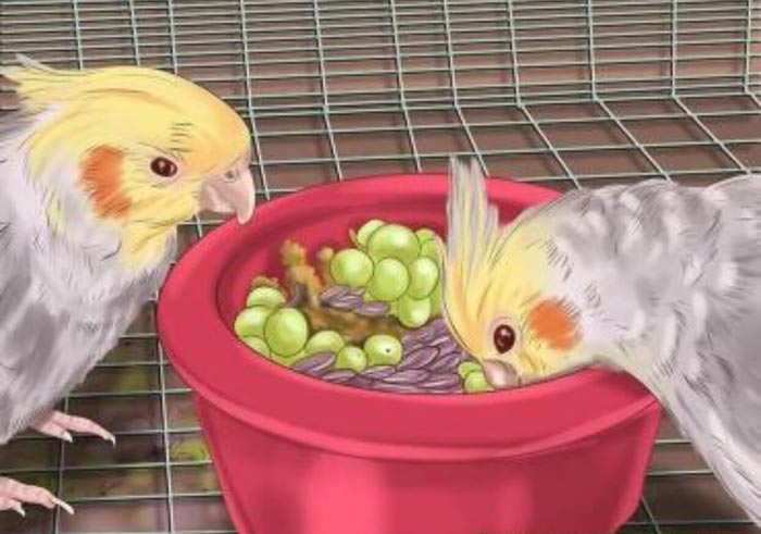 غذای مورد علاقه عروس هلندی