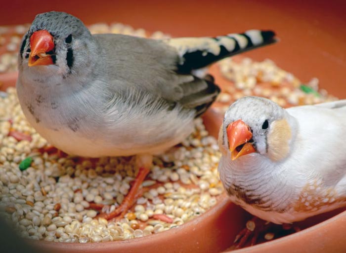 عکس غذا خوردن پرنده فنچ