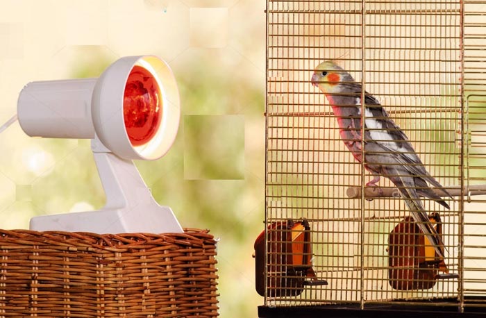 لامپ گرمایشی برای پرندگان