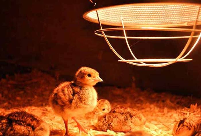 لامپ مادون قرمز مادر مصنوعی