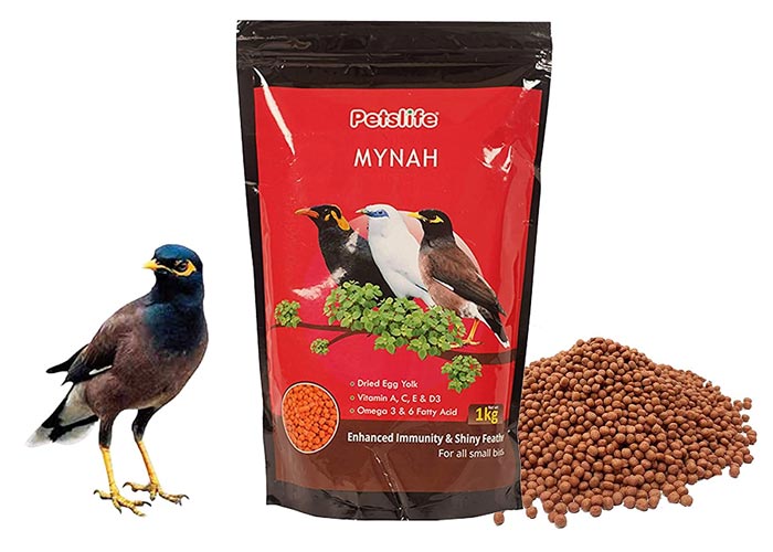 عکس غذا خوردن پرنده مرغ مینا