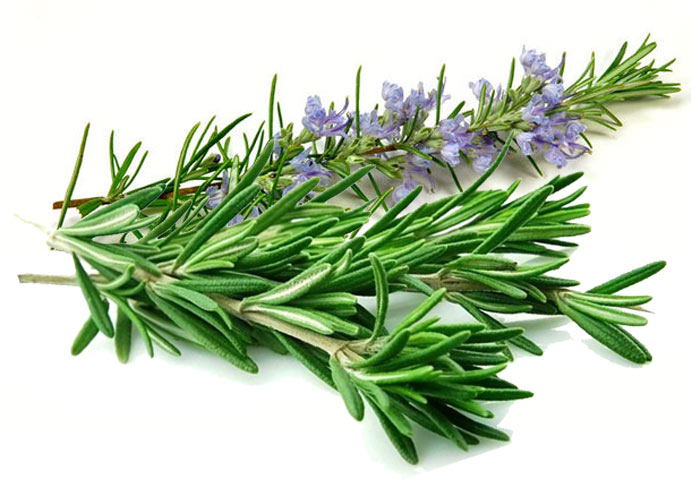 گیاه رزماری