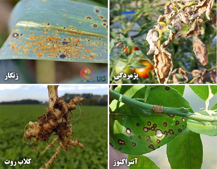 انواع قارچ گیاهی