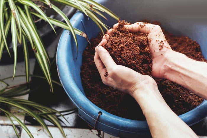 خرید اینترنتی کود و خاک کوکوپیت