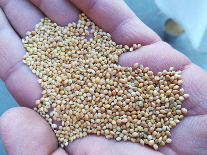 عکس دانه ارزن