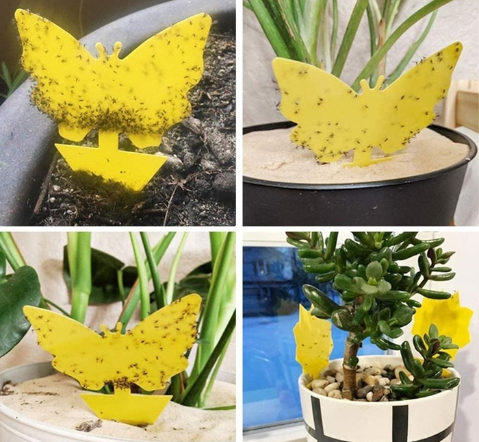 عکس چسب زرد حشرات طرح پروانه