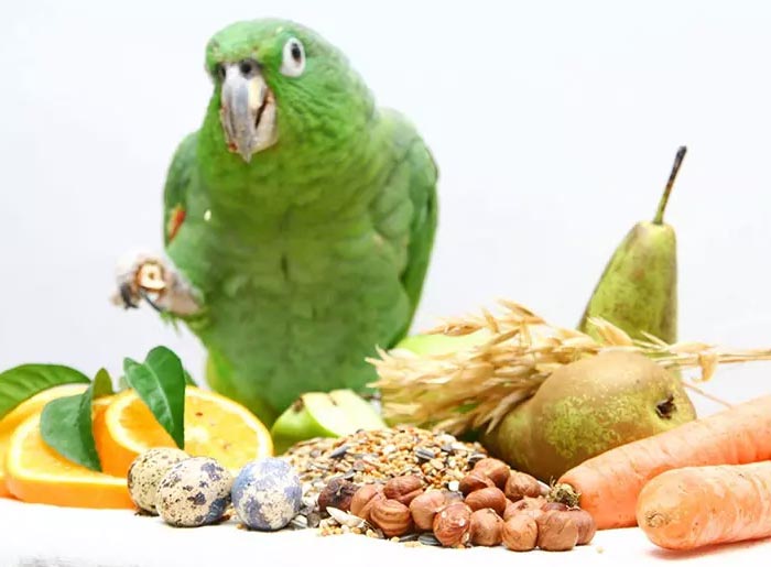 عکس غذای مخصوص پرندگان