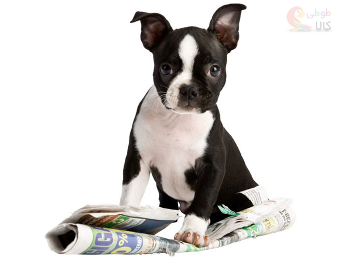 پد ادرار سگ