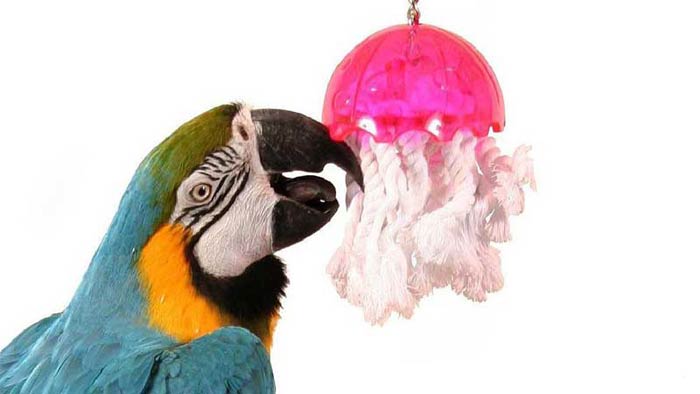 اسباب بازی جویدنی