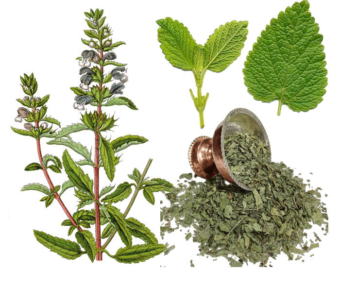 بادرنجبویه