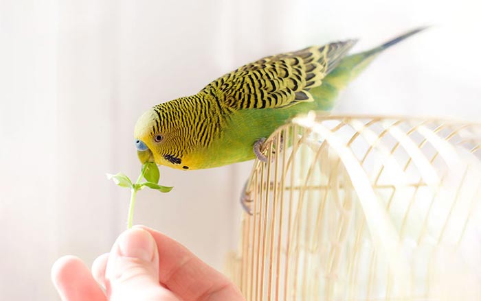 پرنده در بالای قفس