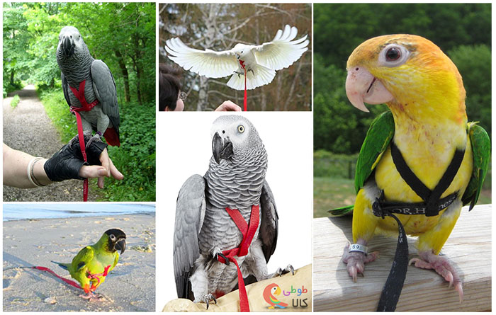 جلیقه پرواز طوطی سانان