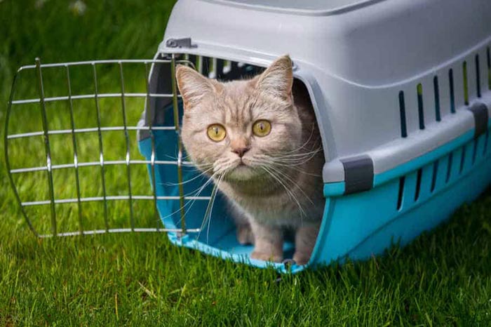 باکس حمل گربه