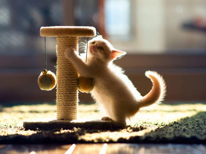 اسکرچر گربه