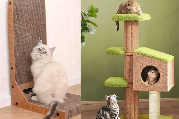 عکس اسکرچر گربه