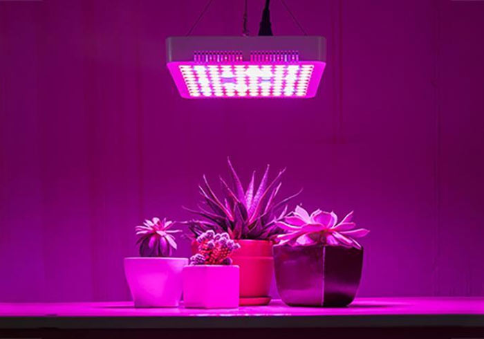 چراغ رشد گیاه