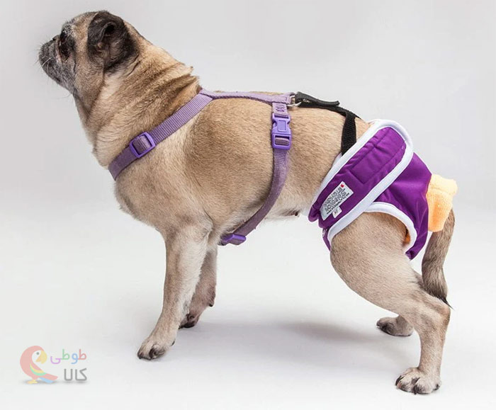 پوشک سگ قلاده ای