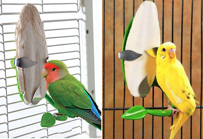 خواص کف دریا برای پرندگان زینتی