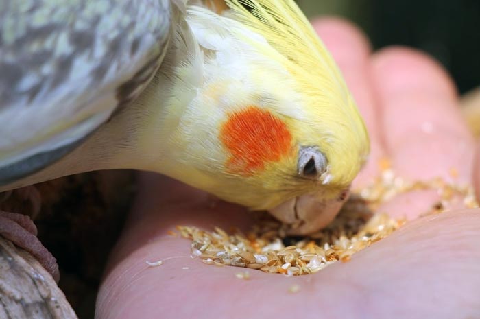 عکس غذا خوردن عروس هلندی