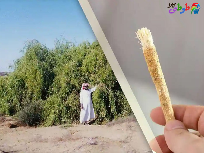 درخت چوب مسواک