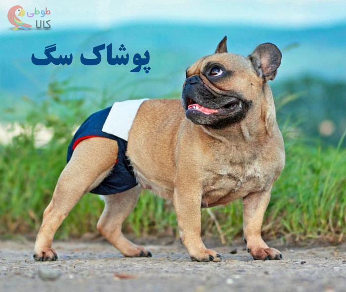 راهنمای خرید پوشاک سگ