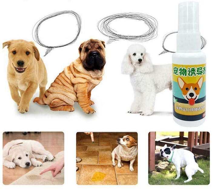 قطره تعلیم ادرار سگ