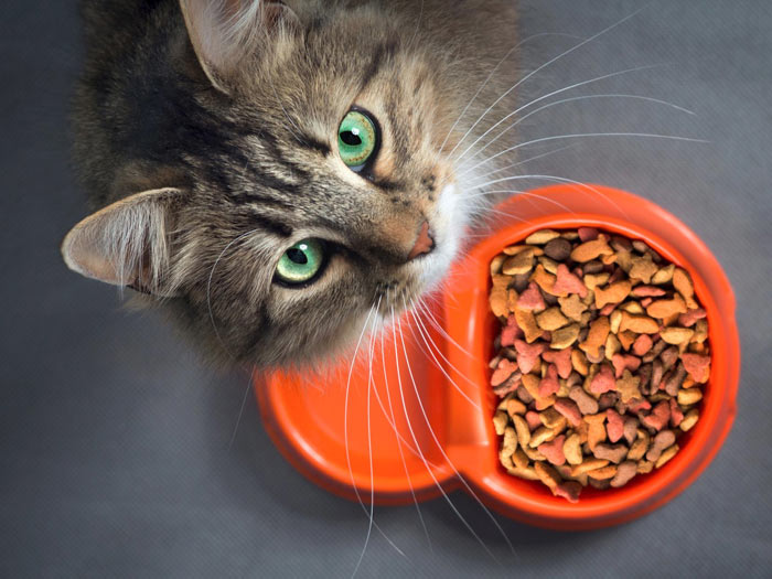 غذای خشک گربه