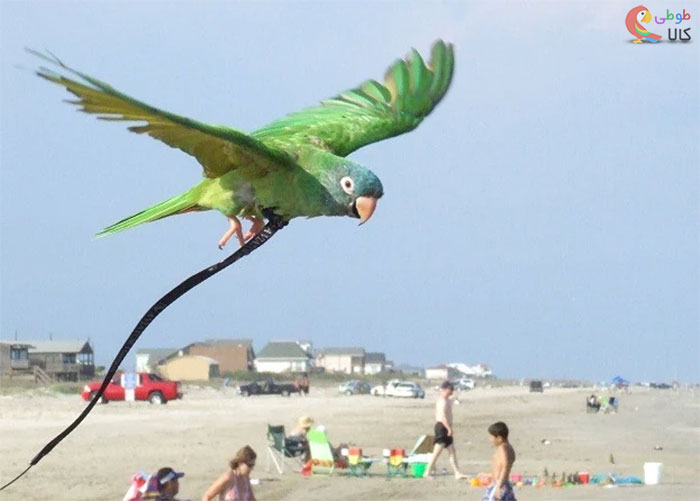 پرواز طوطی با جلیقه پرواز