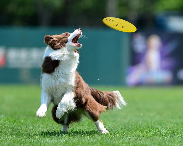 frisbee dog photo