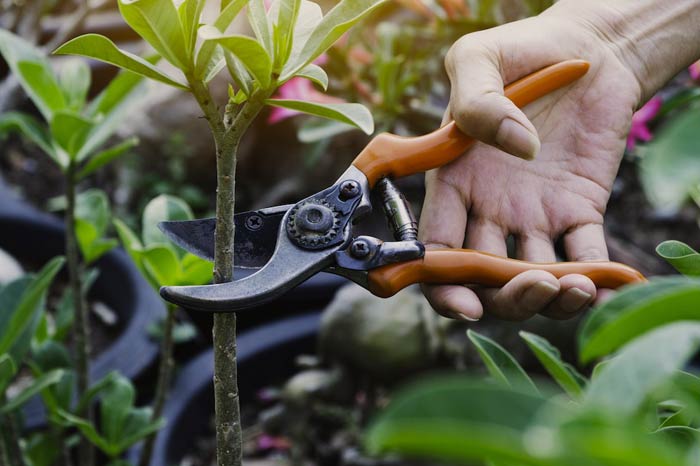 راهنمای خرید قیچی باغبانی
