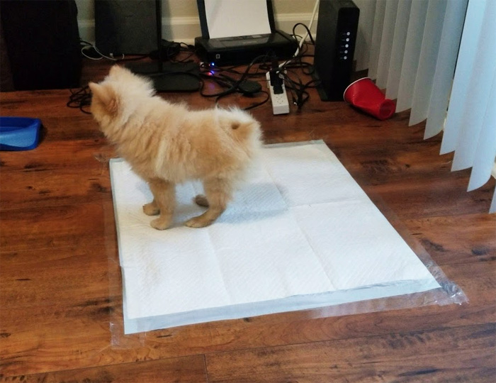 قطره جیش سگ