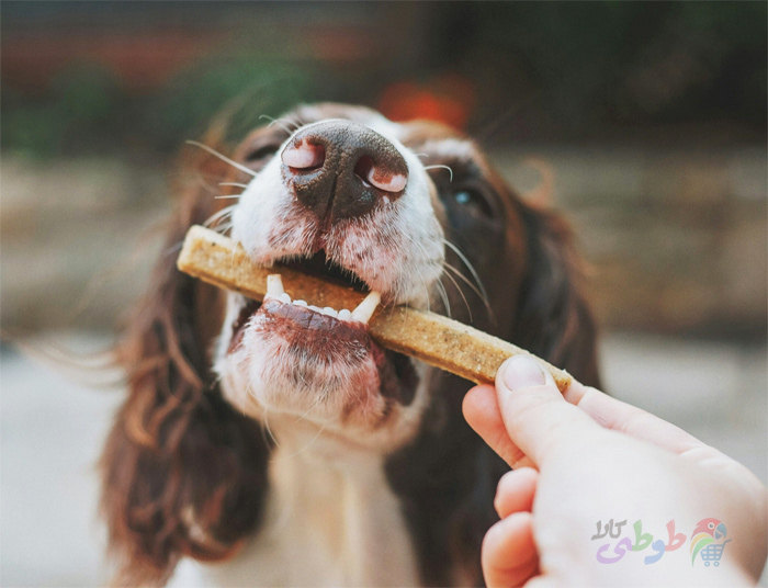 غذای تشویقی سک