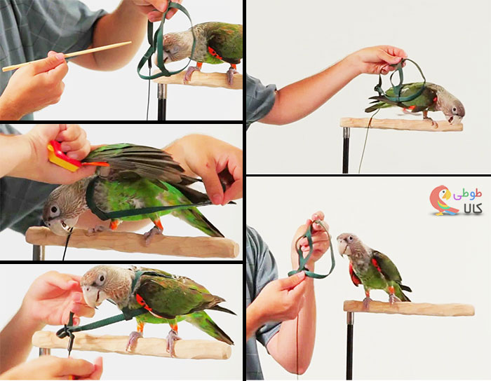 آموزش تصویری نحوه استفاده از جلیقه پرواز