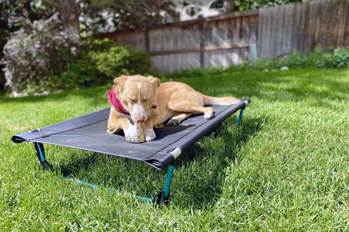 عکس جای خواب سگ ننویی