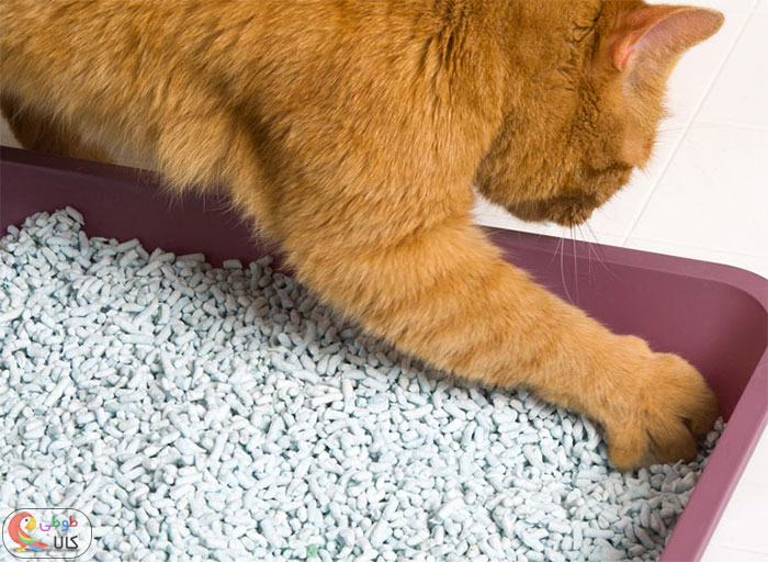 آموزش دستشویی در خاک گربه