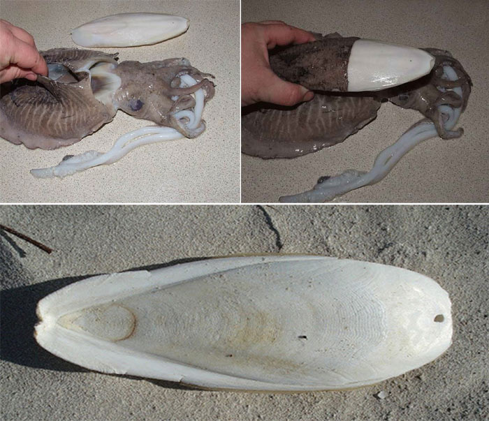 عکس کف دریا