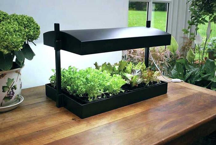 لامپ رشد گیاه