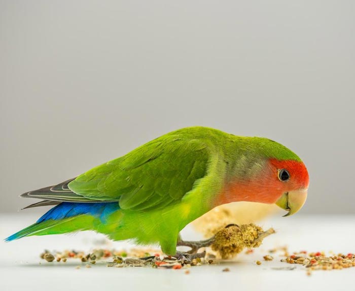 عکس مرغ عشق در حال دانه خوردن