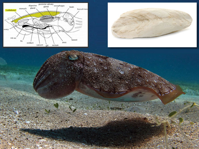 کف دریا در بدن ماهی مرکب