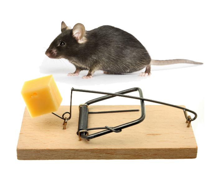 خرید تله موش