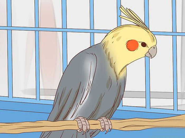 نشیمنگاه پرنده