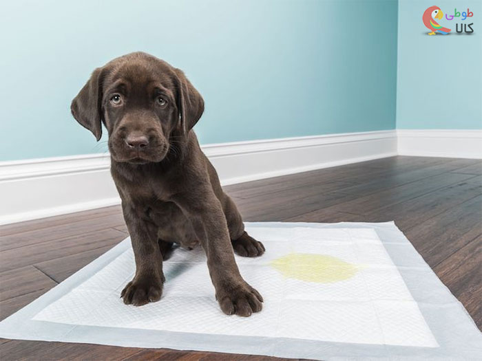 عکس ادرار سگ روی پد ادرار
