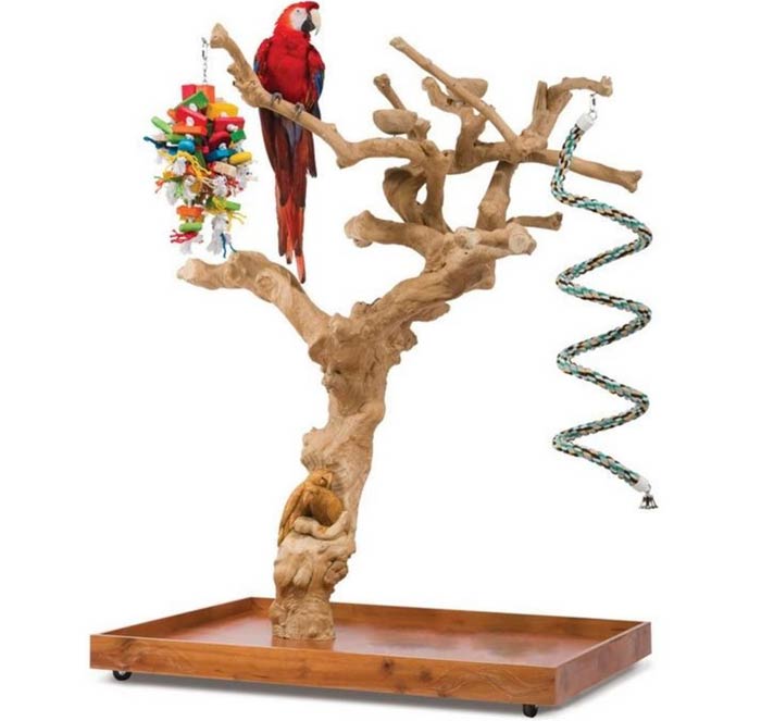 درخت بازی طوطی