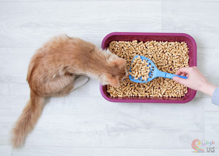 خاک گربه غیر توده شونده