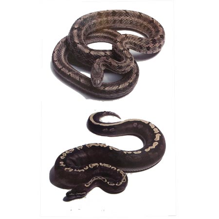 تاتو موقت طرح مار سه بعدی